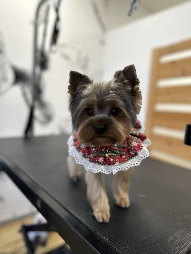 PSIE LOKI KOKI Psi Fryzjer